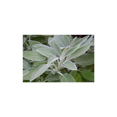 Adaçayı (Salvia Offıcınalıs) 50 Adet