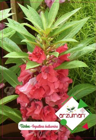 TÜRBE ÇİÇEĞİ TOHUMU 30 ADET TOHUM