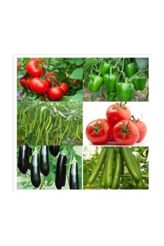YERLİ 500 ADET SEBZE TOHUMU SETİ +3 LT TORF (HEDİYE)