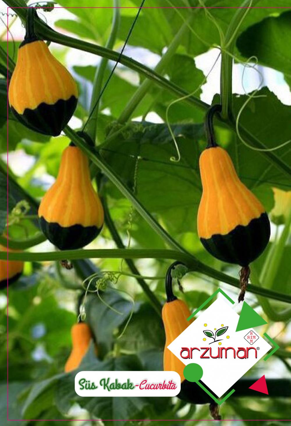 SÜS KABAĞI TOHUMU 10 ADET TOHUM