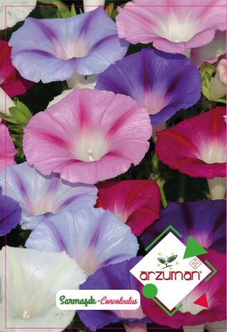 SARMAŞIK ÇİÇEĞİ TOHUMU 50 ADET TOHUM