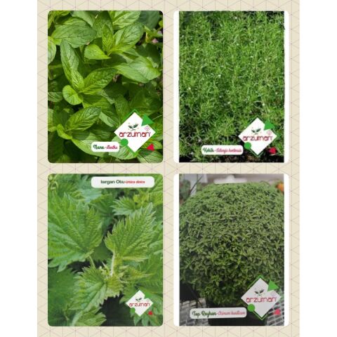 Aromatik Bitkiler