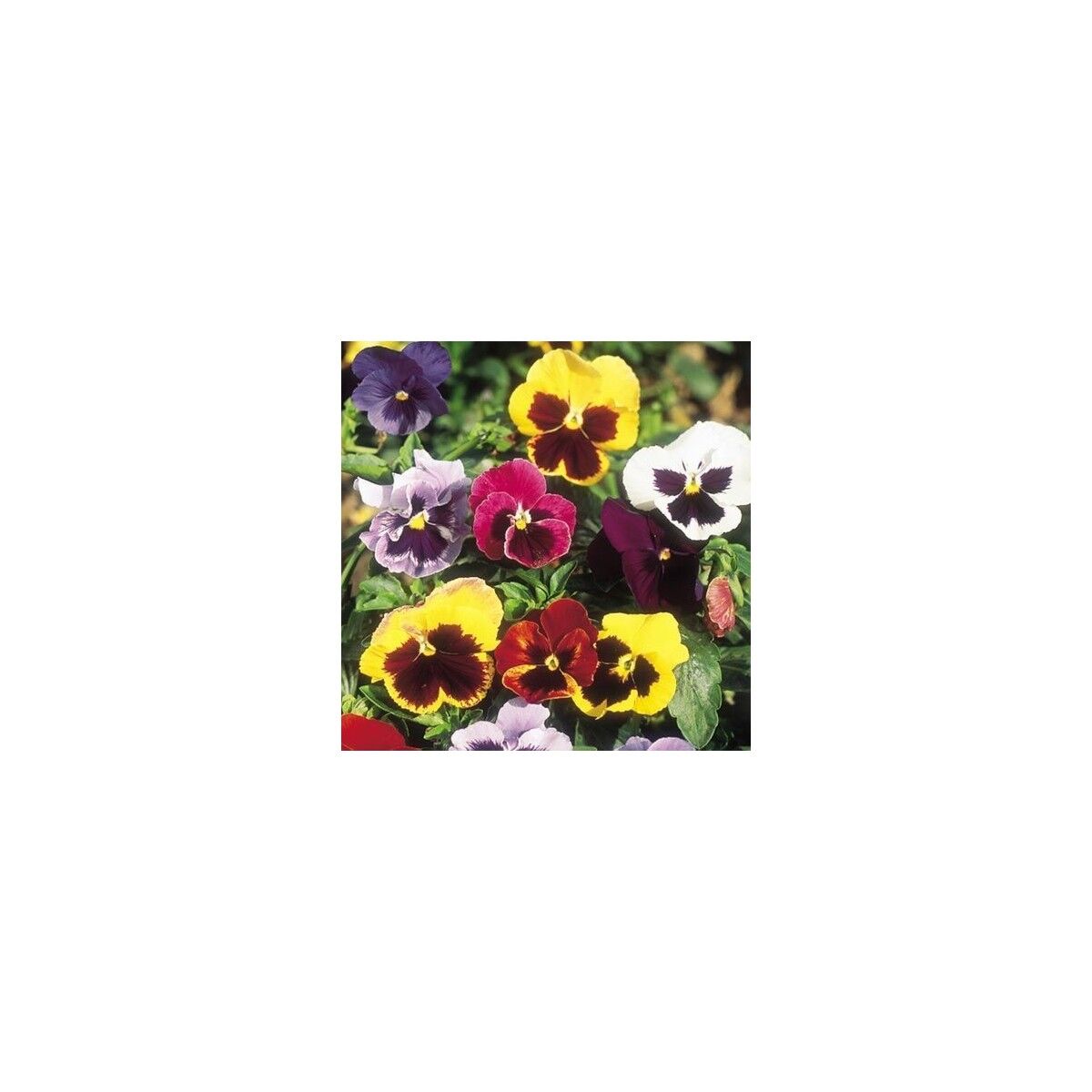Karışık Renkli Dev Menekşe(Viola) Çiçeği Tohumu(50 Tohum)