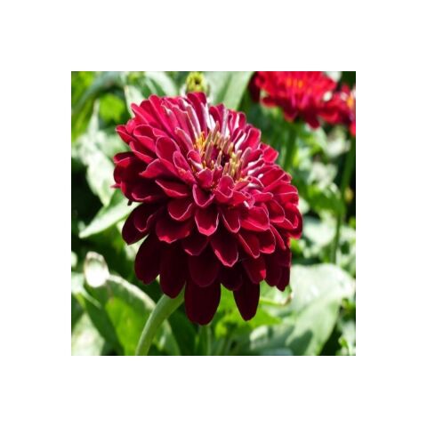 Super Yoga Elegans Dark Red Zinya Çiçeği Tohumu(40 Tohum)