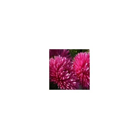 Gremlin Dark Rose Aster Çiçeği Tohumu(30 Tohum)
