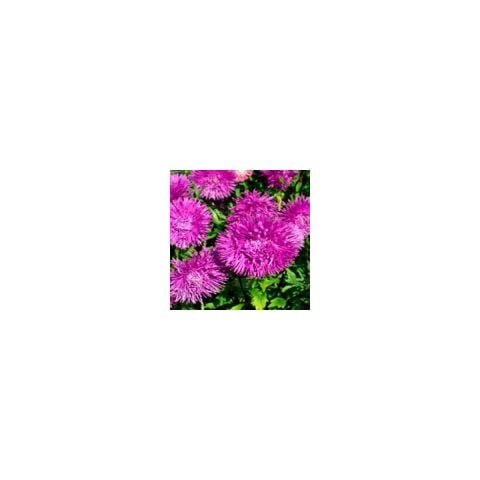 Iğne Çiçekli Violet Aster Çiçeği Tohumu(25 Tohum)