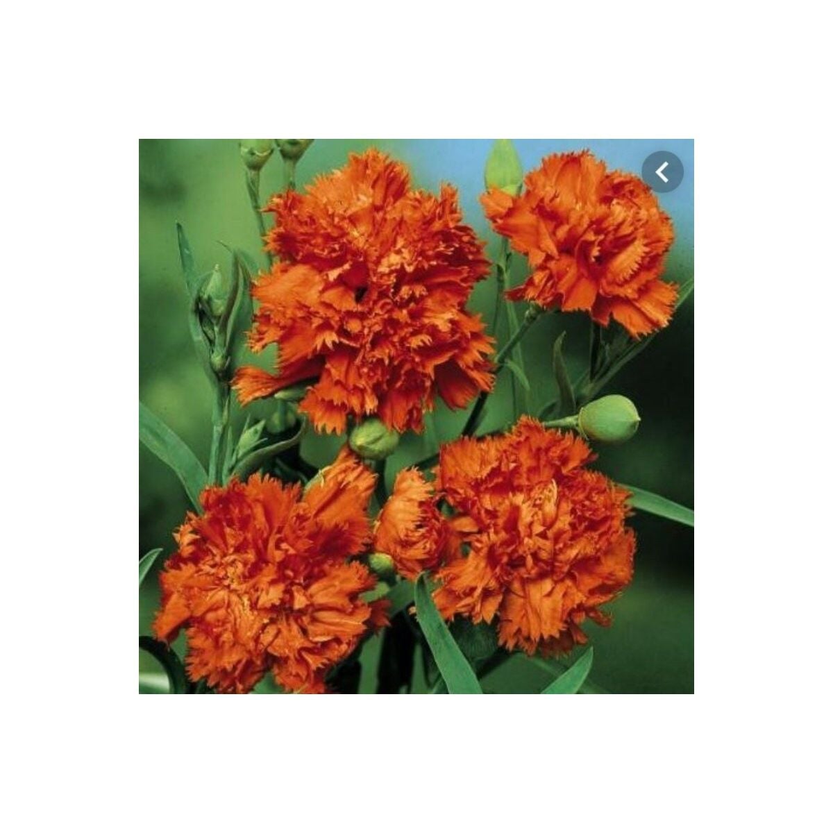Chabaud Orange Karanfil Çiçeği Tohumu(70 Adet)