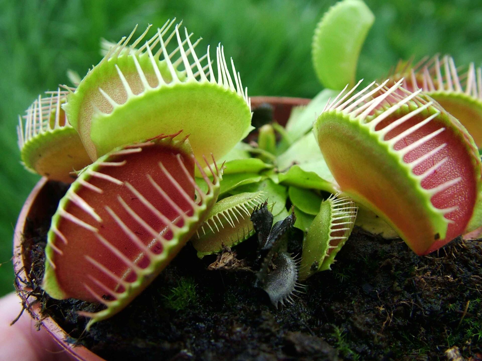 SİNEK KAPAN BİTKİ 10 ADET TOHUM + 3 LT TORF