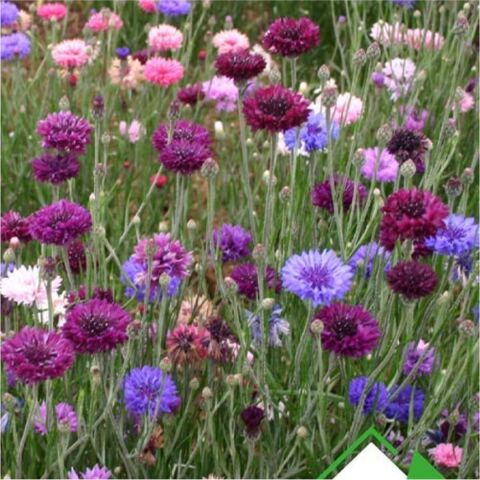 -Kontur (Centaurea) Çiçek Tohumu 50 Adet