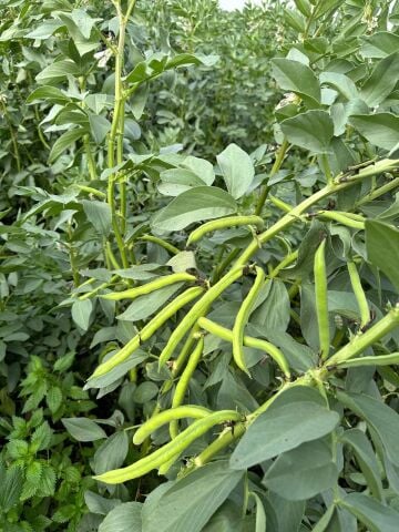 Erkenci Bakla Tohumu 500 Gr