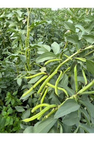 Karahasanoğlu Tarım Erkenci Bakla Tohumu 500 Gr