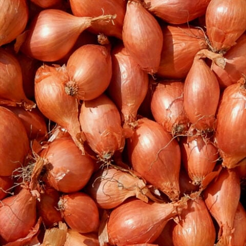 YERLİ ARPACIK SOĞAN 5 NUMARA (500 GR)