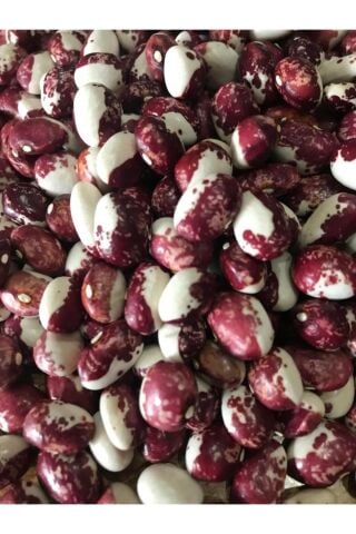 Karahasanoğlu Tarım YERLİ AYŞE KADIN SIRIK FASULYE TOHUMU 500 GR (MOR BEYAZ)