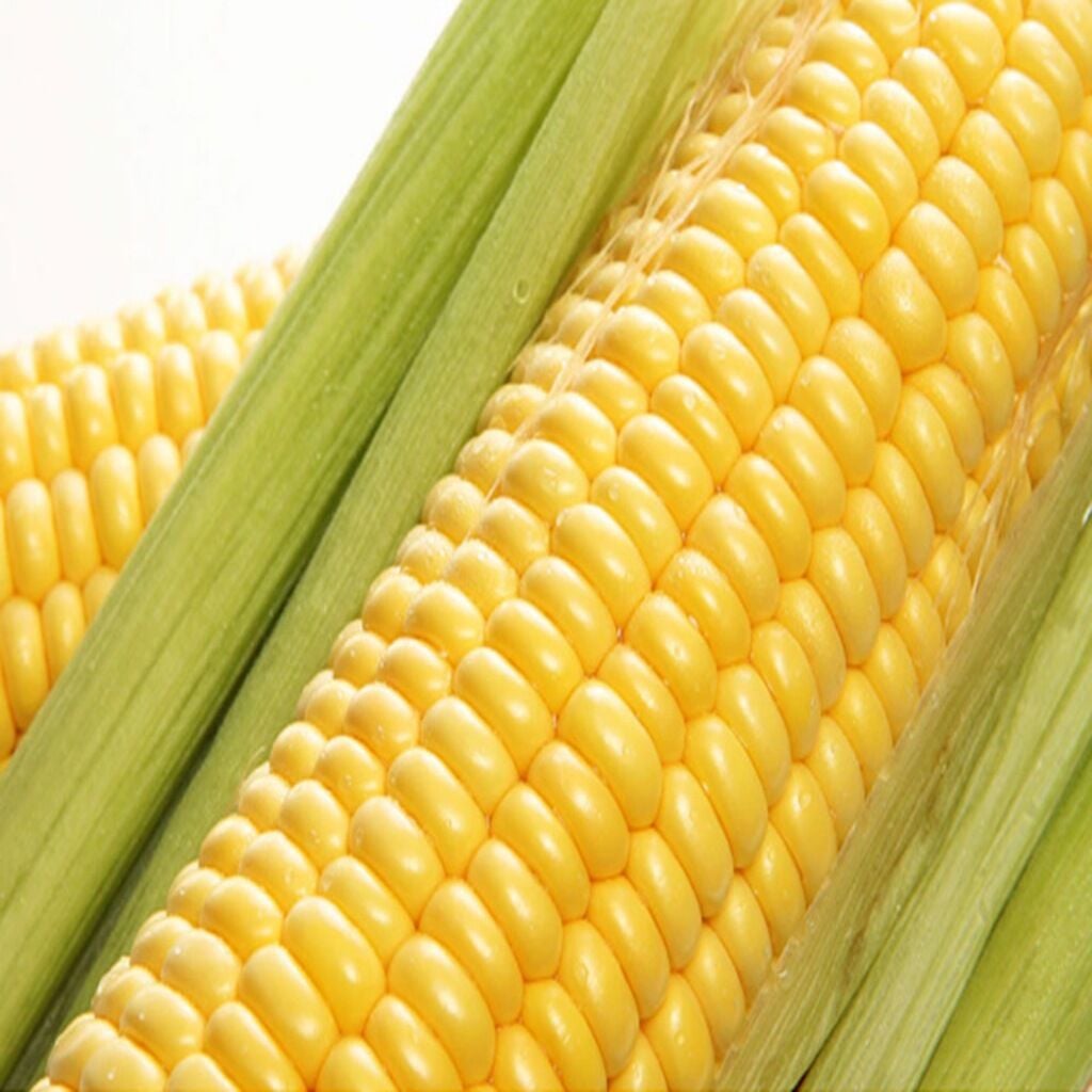 Yerli İri Tane Mısır Tohumu 250 Gr