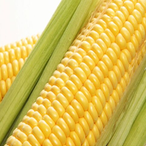 Yerli İri Tane Mısır Tohumu 250 Gr