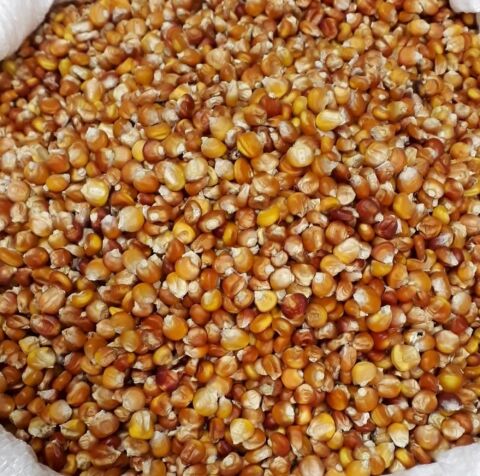 Yerli Kokulu Köy Mısır Tohumu 250 Gr