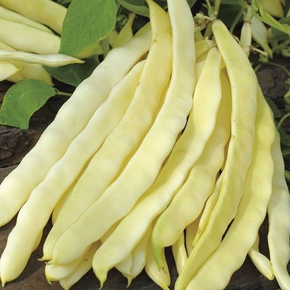 YERLİ BEYAZ TURŞULUK UZUN-ENLİ SIRIK FASULYE TOHUMU 500 GR (MOR-UZUN TOHUM)