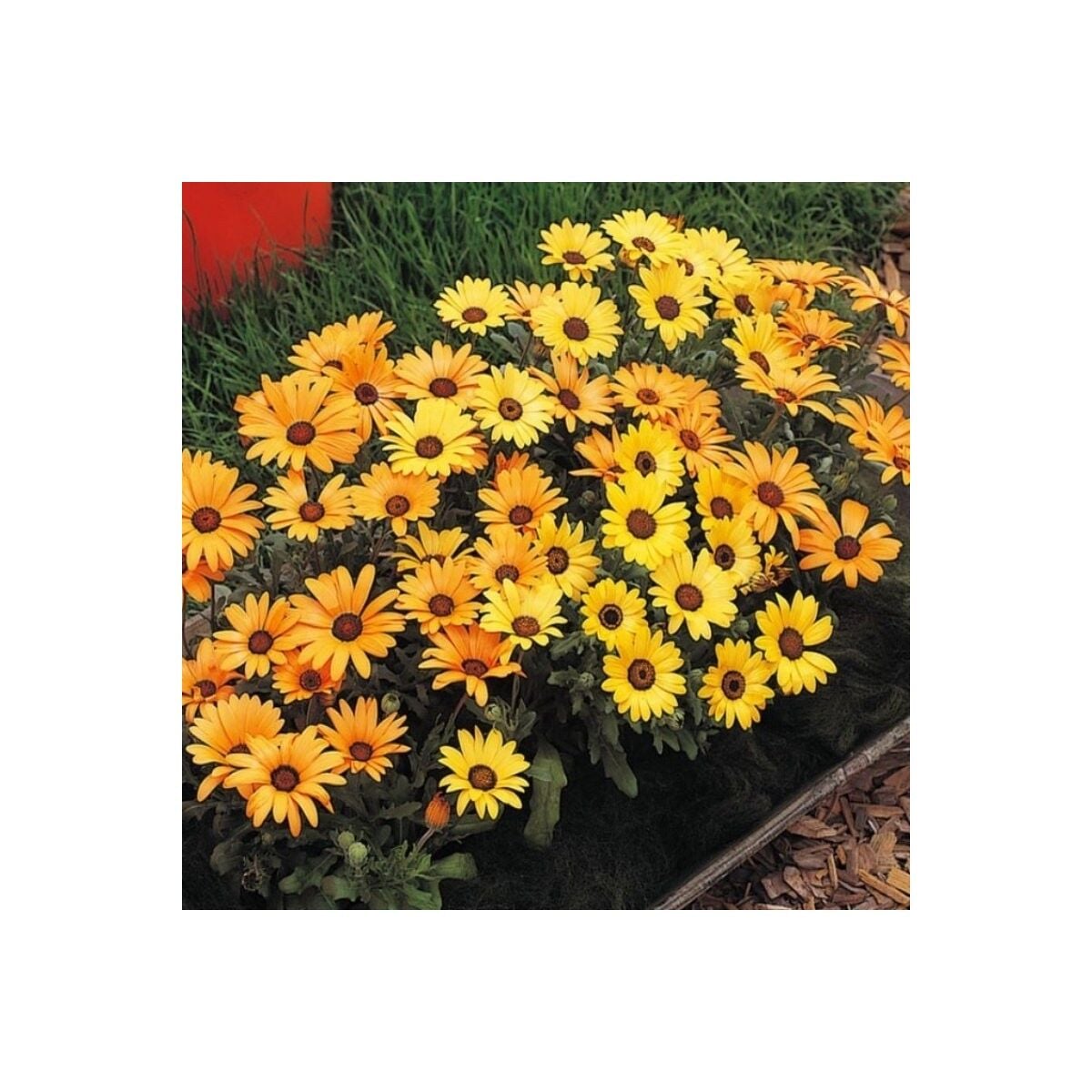 Sarı Golden Yellow Afrika Papatyası Çiçeği Tohumu(30 Tohum)