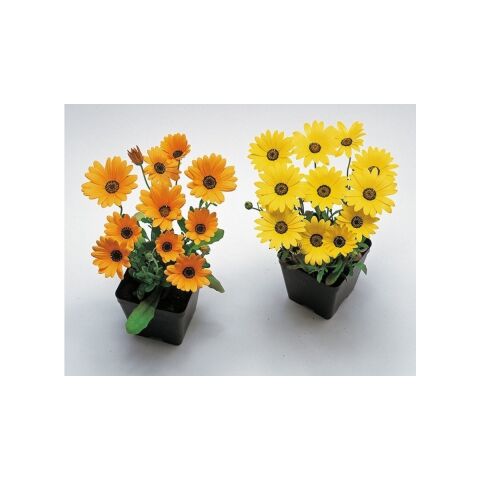 Sarı Golden Yellow Afrika Papatyası Çiçeği Tohumu(30 Tohum)