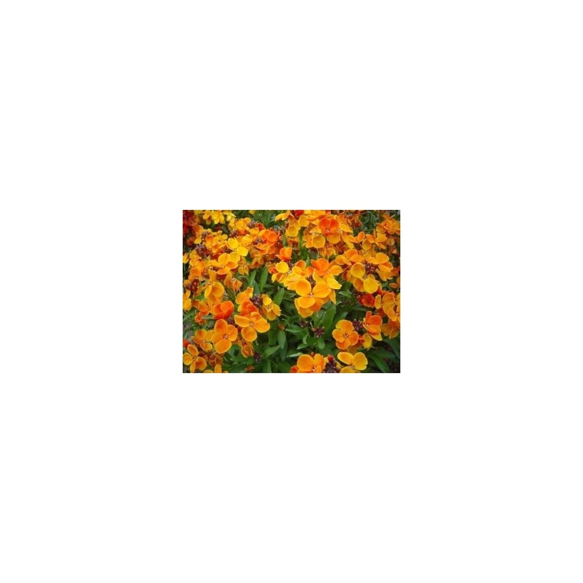 Orange Ingiliz Şebboy Çiçeği TOHUMU(100 Tohum)