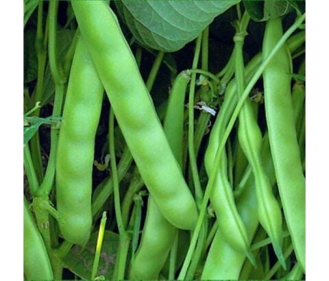 YERLİ SIRIK FASULYE TOHUMU (SİYAH) 100 GR