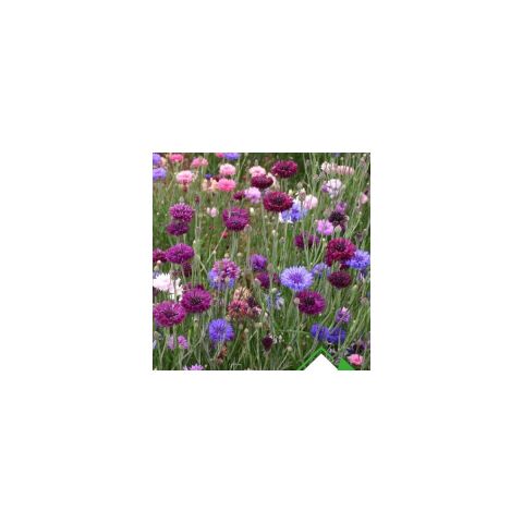 Arzuman-Kontur (Centaurea) Tohumu 50 Adet