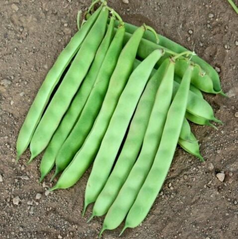 YERLİ AYŞE KADIN SIRIK FASULYE TOHUMU 100 GR (MOR BEYAZ)