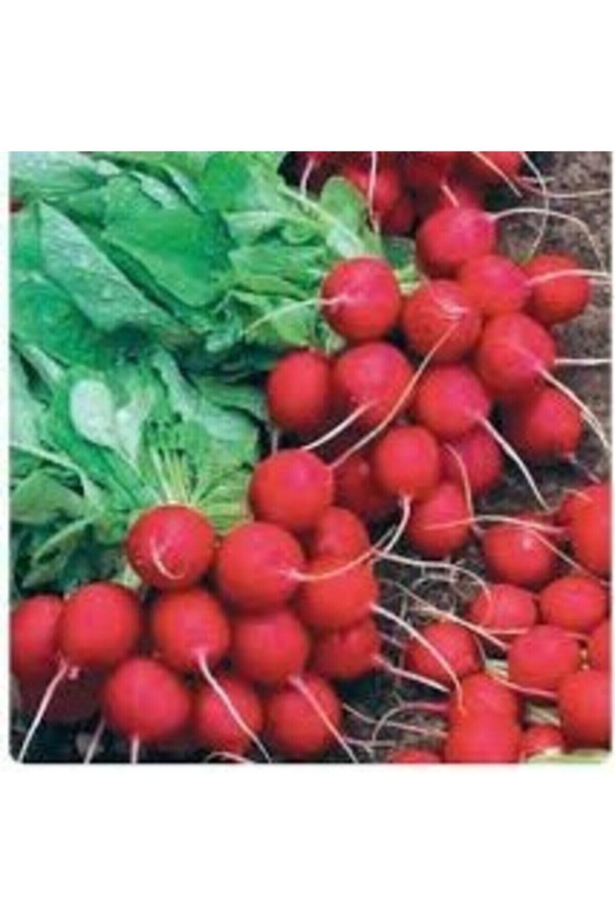 Karahasanoğlu Tarım Yerli Fındık Turp 25 Gr (ort 2250 Ad Tohum)