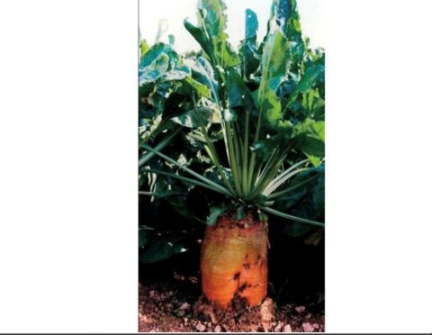 HAYVAN PANCARI-YEMLİK PANCAR TOHUMU 1000 GR
