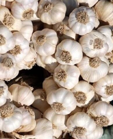 TOHUMLUK TAŞKÖPRÜ SARIMSAĞI (DİŞ HALİNDE) 100 GR