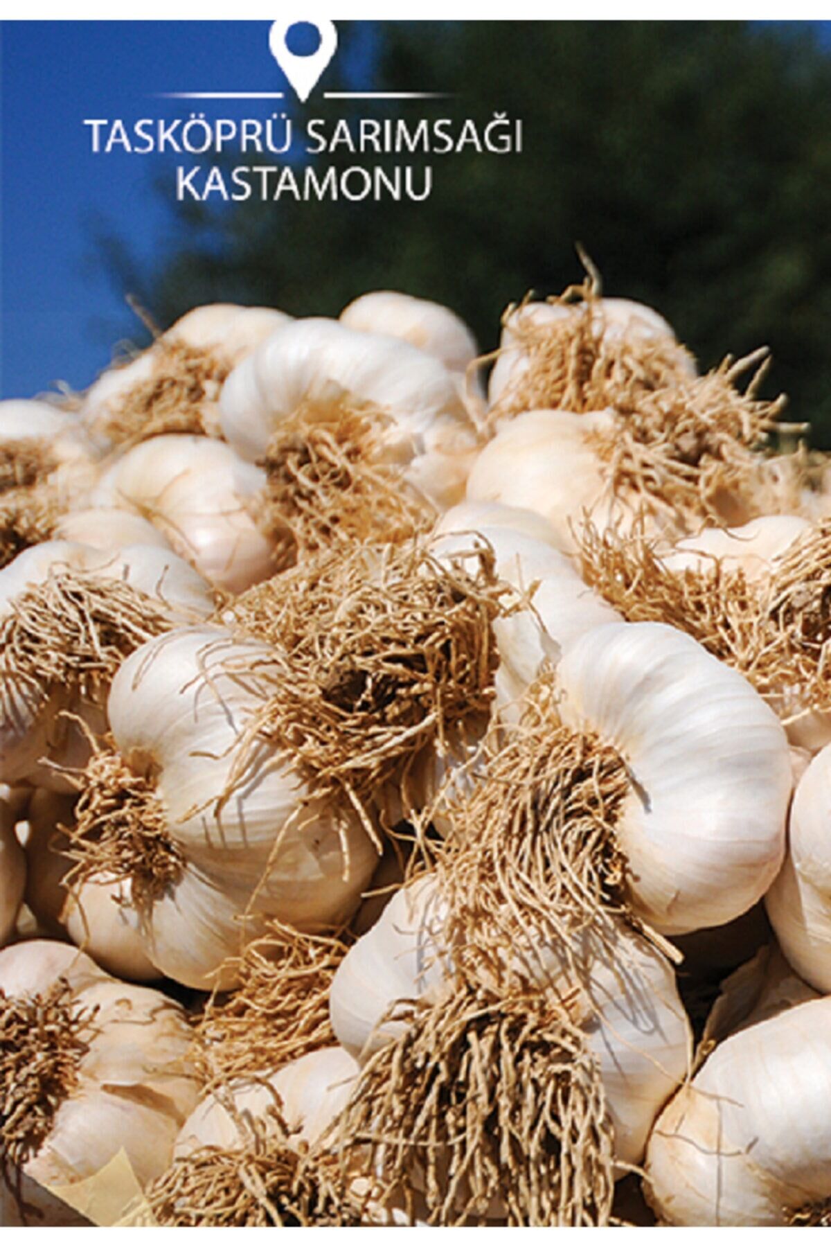 Karahasanoğlu Tarım Meşhur Kastamonu Taşköprü Sarımsağı Orta Boy 500 Gr
