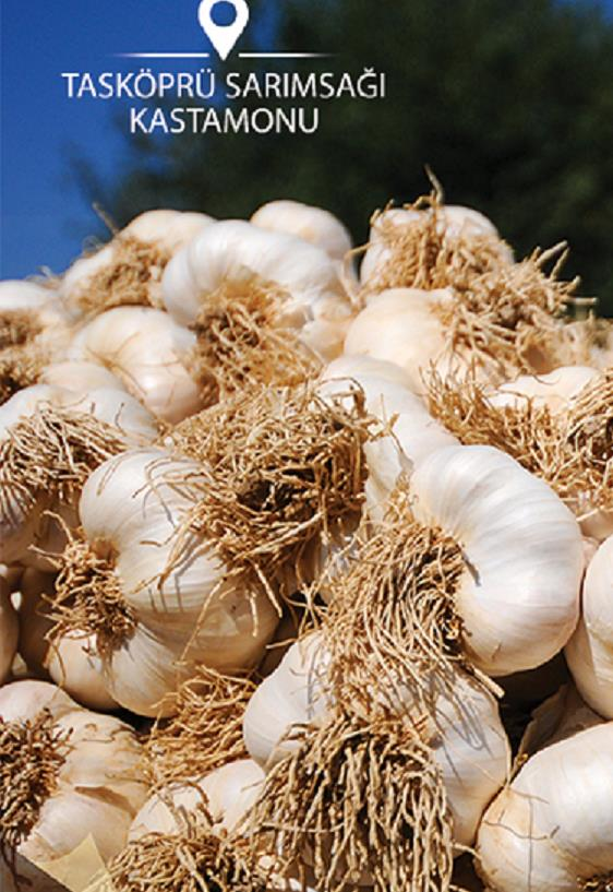 MEŞHUR KASTAMONU TAŞKÖPRÜ SARIMSAĞI 500 GR