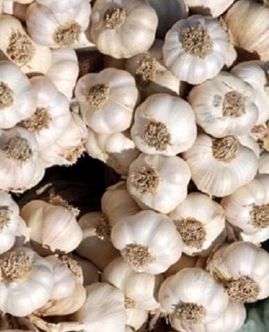 TOHUMLUK MARAŞ SARIMSAĞI (DİŞ HALİNDE) 100 GR