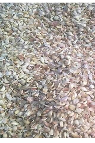 TOHUMLUK MARAŞ SARIMSAĞI (DİŞ HALİNDE) 100 GR