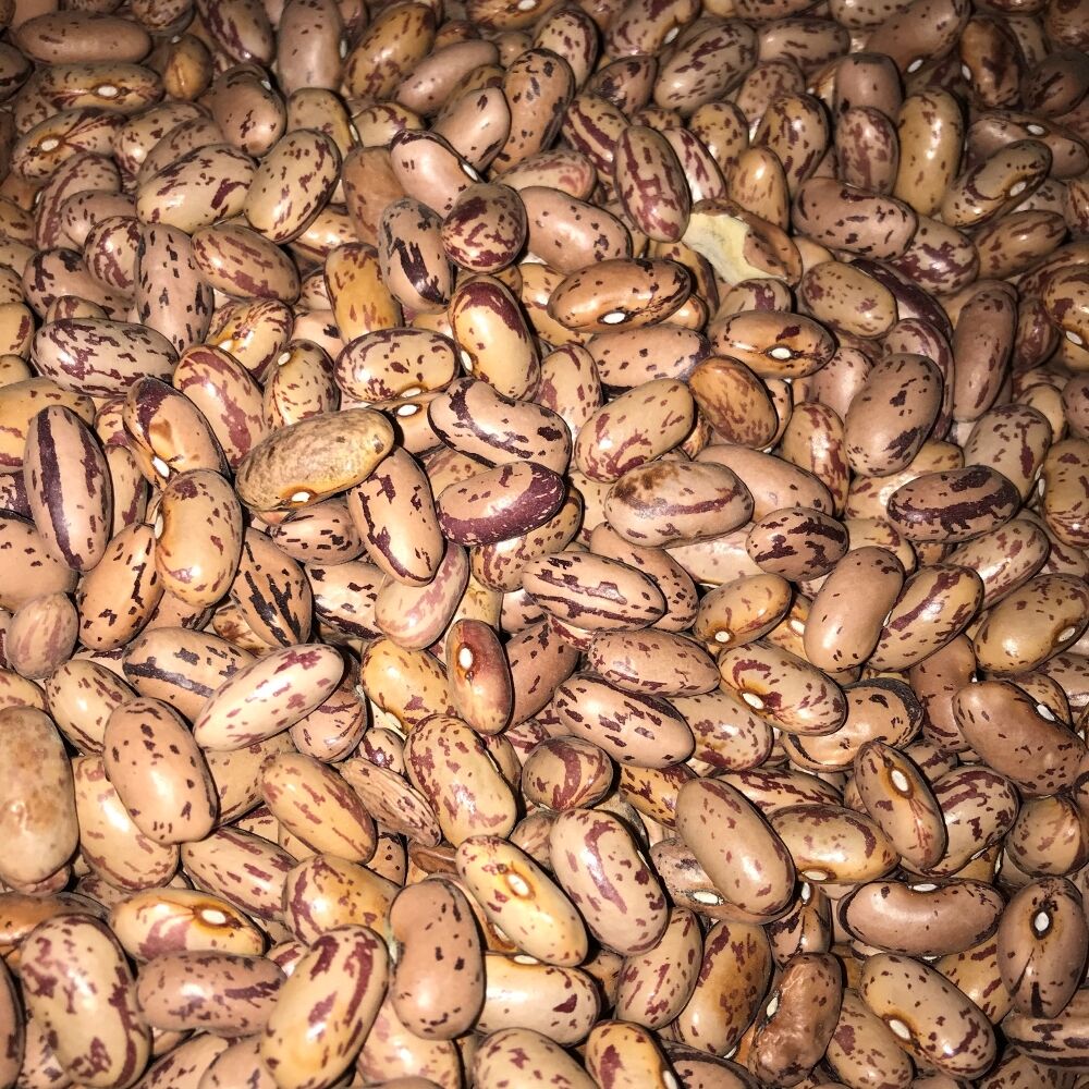 YERLİ OTURAK BARBUNYA TOHUMU 500 GR