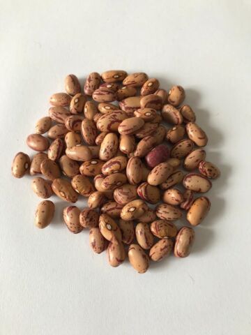 YERLİ OTURAK BARBUNYA TOHUMU 500 GR