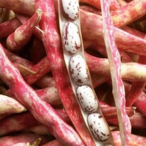 YERLİ YUVARLAK SIRIK BARBUNYA TOHUMU 100 GR