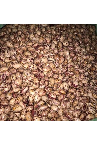 Karahasanoğlu Tarım Yerli Yuvarlak Sırık Barbunya Tohumu 100 gr