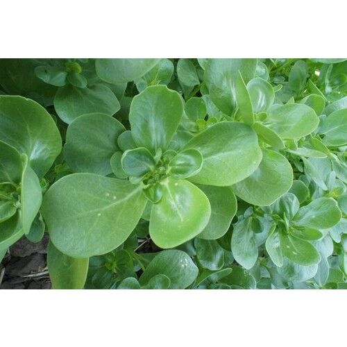 Yerli Semizotu Tohumu 10 Gr (Ort 4000 Ad Tohum)