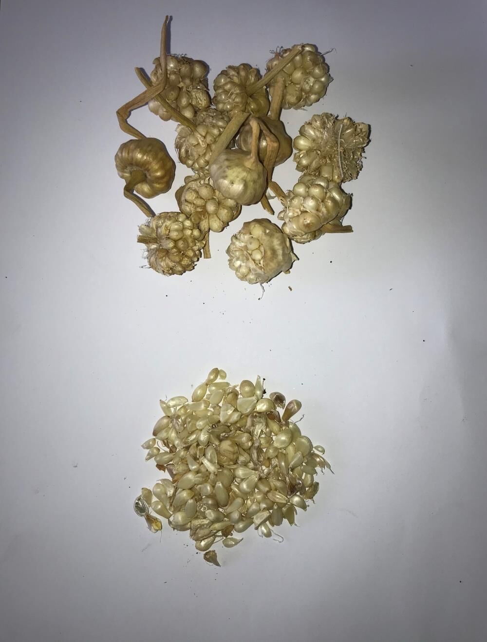 MARAŞ SARIMSAĞI TOHUMU (ARPACIK) 5 GR ORT 60 AD TOHUM