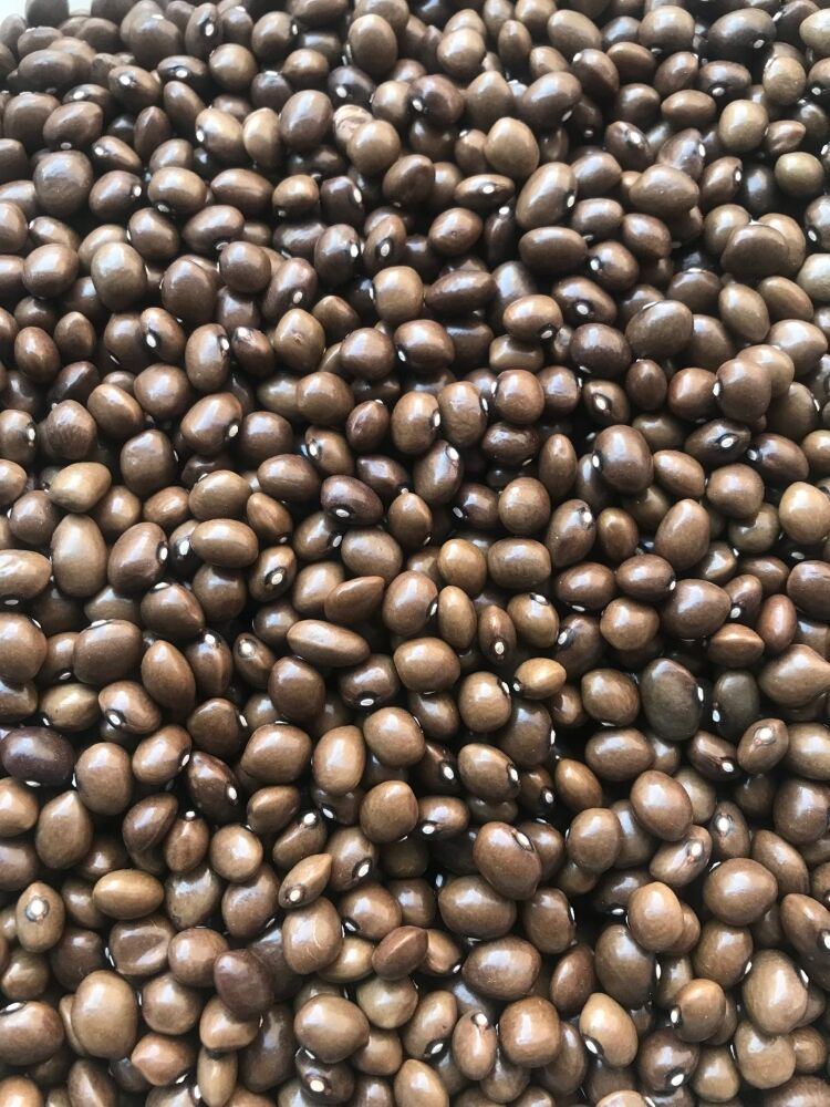 YERLİ BONCUK AYŞE SIRIK FASULYE TOHUMU 100 GR