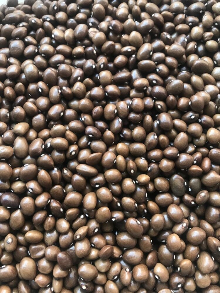 YERLİ BONCUK AYŞE SIRIK FASULYE TOHUMU 100 GR