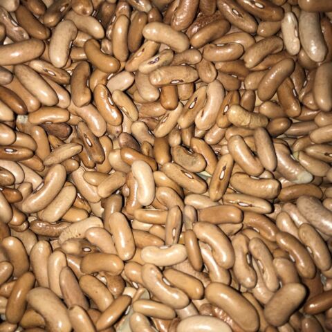 YERLİ ATLANTİS OTURAK FASULYE TOHUMU 100 GR