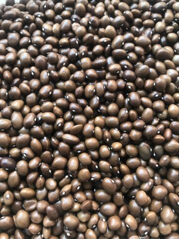 YERLİ BONCUK AYŞE SIRIK FASULYE TOHUMU 500 GR