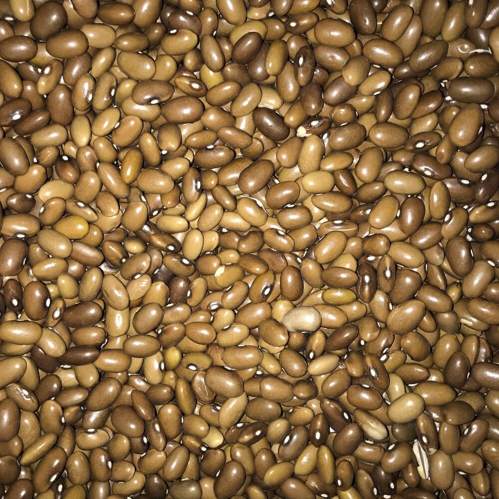 YERLİ SARIKIZ ERKEN OTURAK FASULYE TOHUMU 100 GR