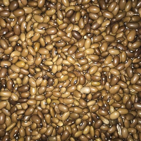 YERLİ SARIKIZ ERKEN OTURAK FASULYE TOHUMU 100 GR