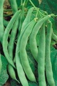 YERLİ SARIKIZ ERKEN OTURAK FASULYE TOHUMU 100 GR