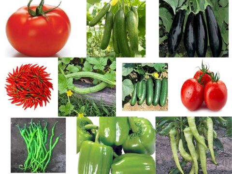 Yerli 10 Çeşit Sebze Tohumu Seti Ort 725 Ad Tohum+Gübre - Mix 1