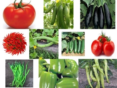 Yerli 10 Çeşit Sebze Tohumu Seti Ort 725 Ad Tohum+Gübre - Mix 1