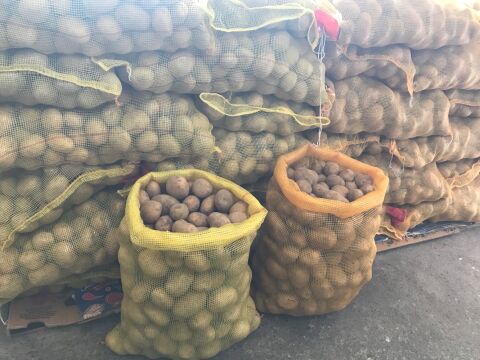 Agria Yerli Tohumluk Patates 25 Kg